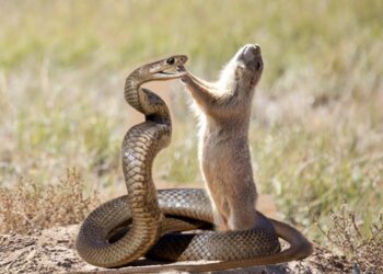 What Animals Eat Snakes