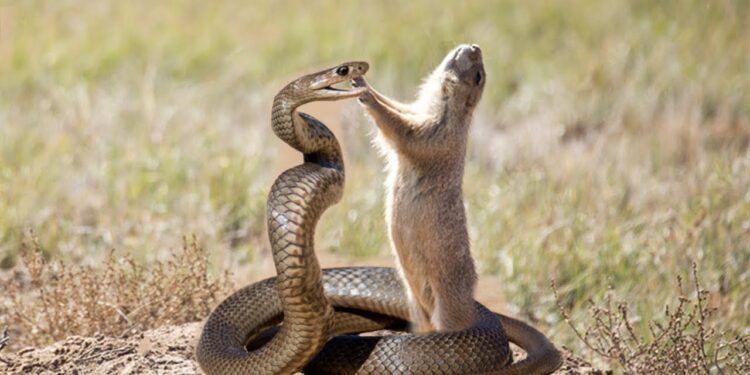 What Animals Eat Snakes