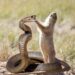 What Animals Eat Snakes