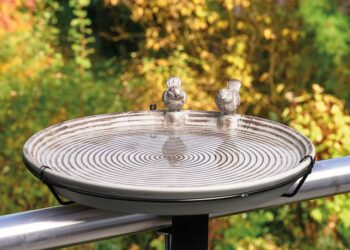 How to Turn Your Backyard Into a Kid-Friendly Birdwatching Haven