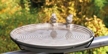 How to Turn Your Backyard Into a Kid-Friendly Birdwatching Haven