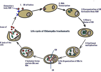 chlamydia trachomatis rna tma urogenital