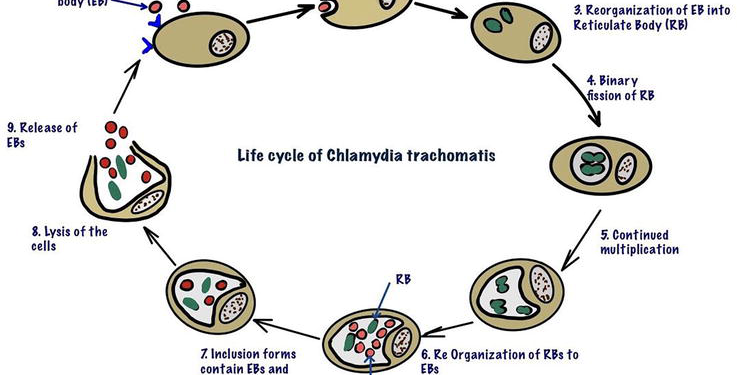 chlamydia trachomatis rna tma urogenital