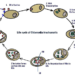 chlamydia trachomatis rna tma urogenital